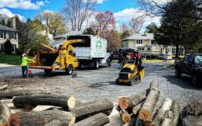 Best Tree Trimming and Pruning  in Hercules, CA