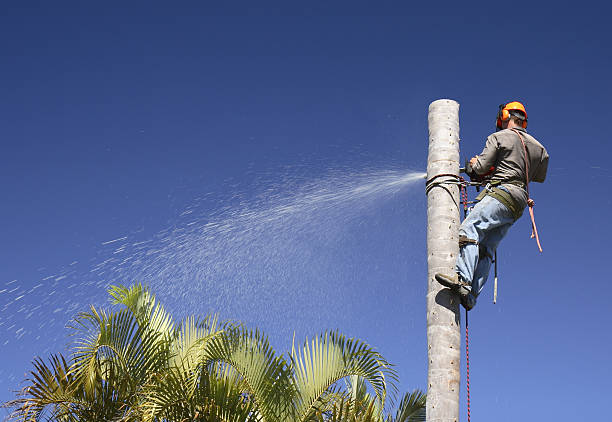 Reliable Hercules, CA Tree Care Solutions