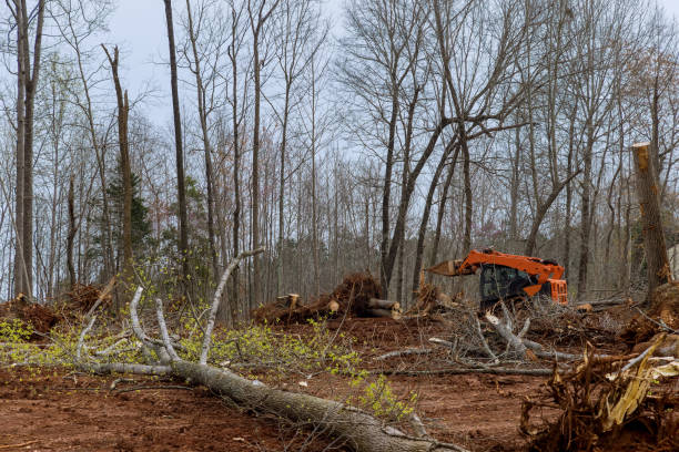 Hercules, CA Tree Care Company