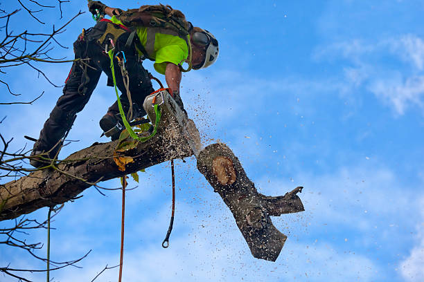How Our Tree Care Process Works  in  Hercules, CA
